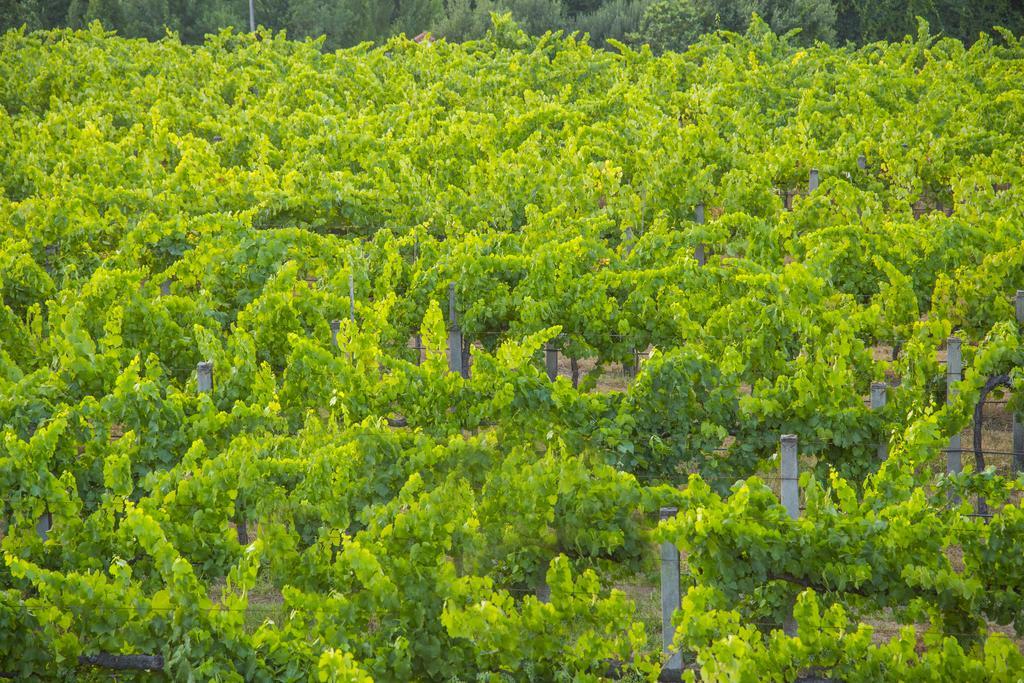 Quinta Das Secas Arcos de Valdevez Ngoại thất bức ảnh